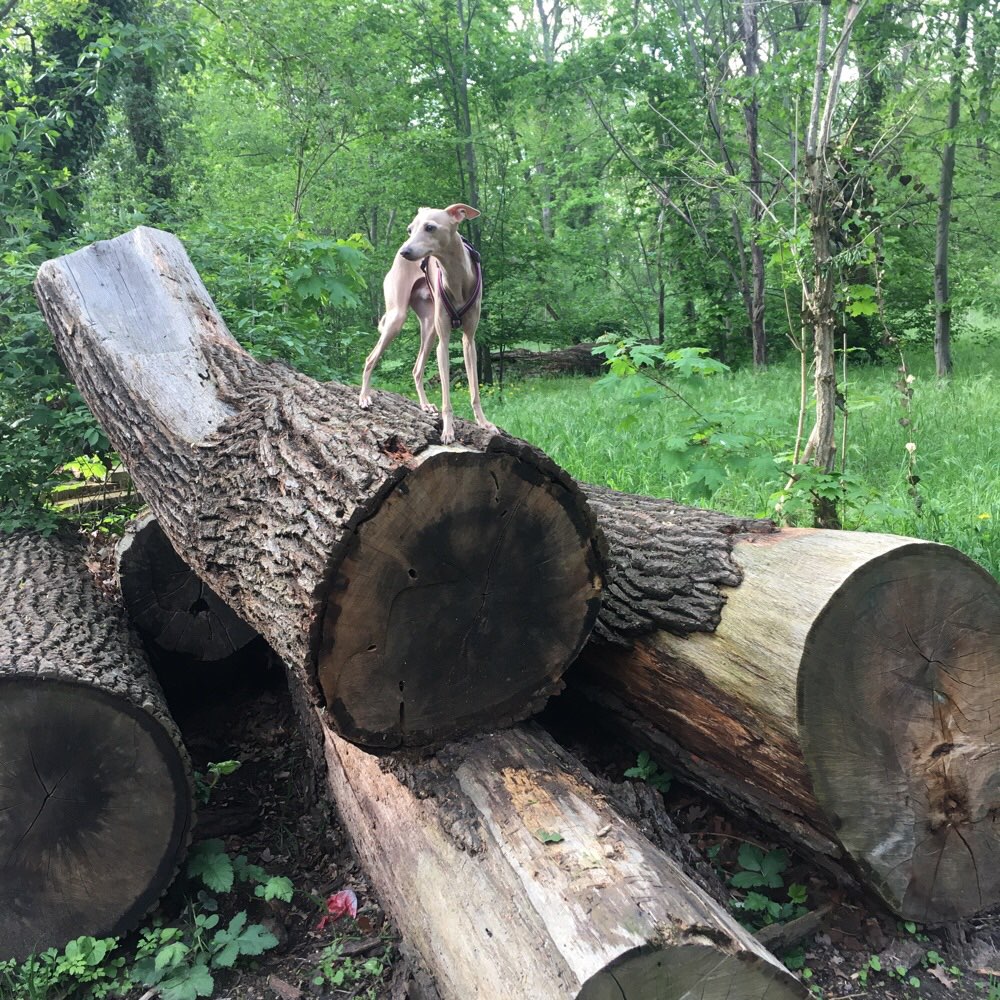 Hundetreffen-kleine Hunde Spiel Spaziergang-Profilbild