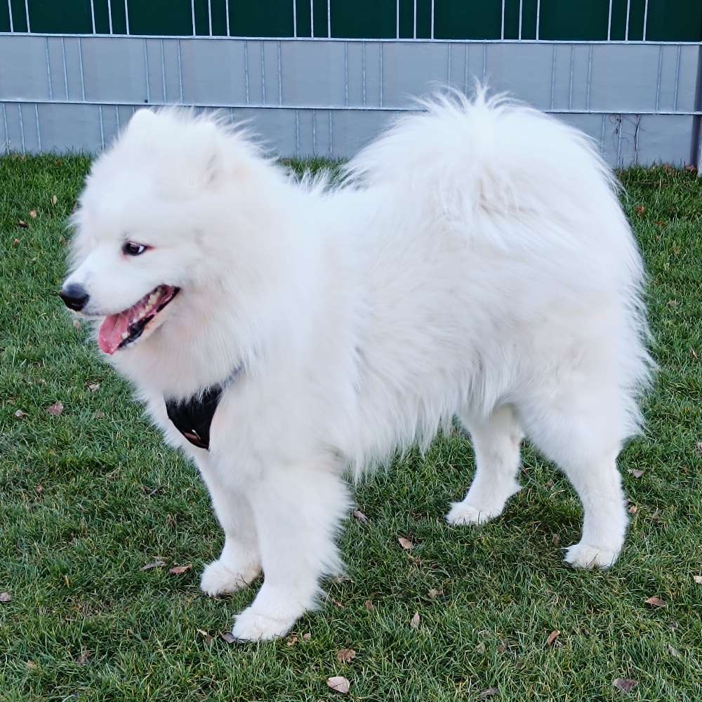 Hundetreffen-Samj sucht Freunde zum Toben in Lainz/Speising-Profilbild