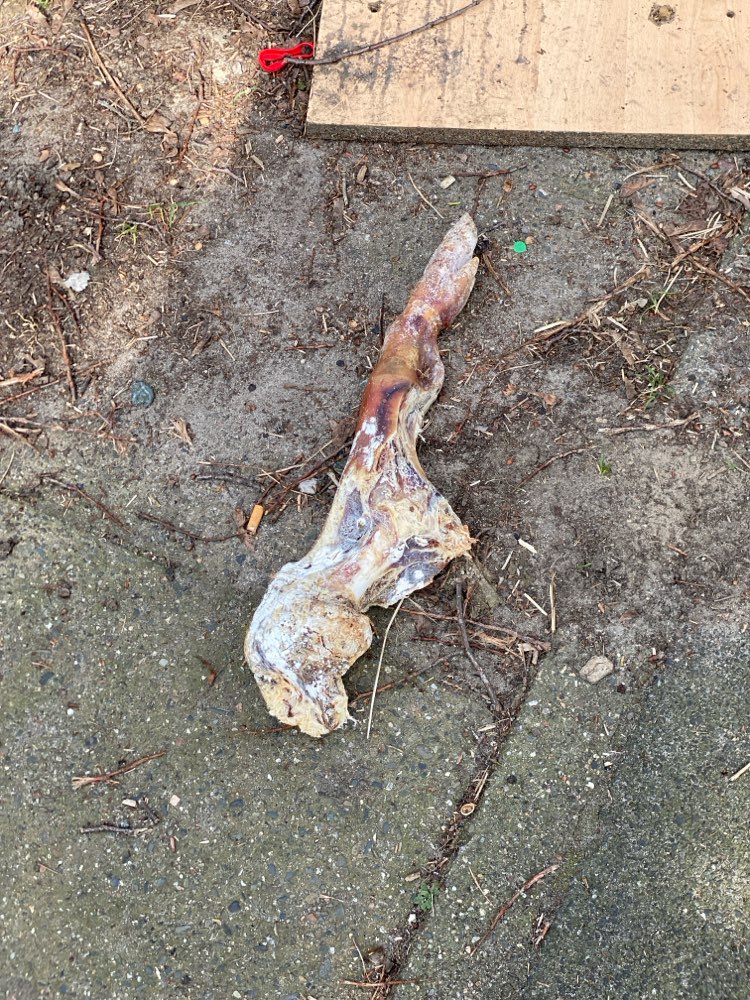 Giftköder-Giftköder Schweinebein-Profilbild