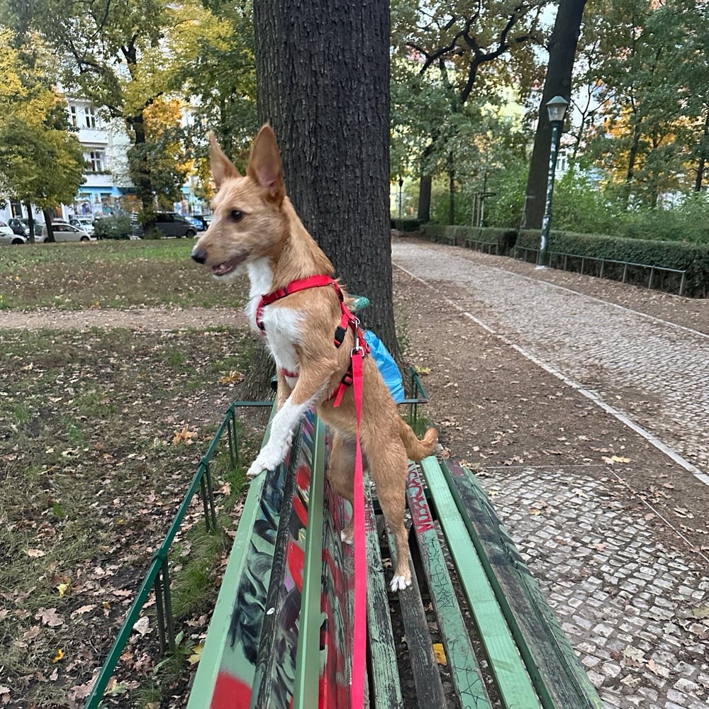 Hundetreffen-Gemeinsame Gassirunden nach dem Feierabend-Profilbild