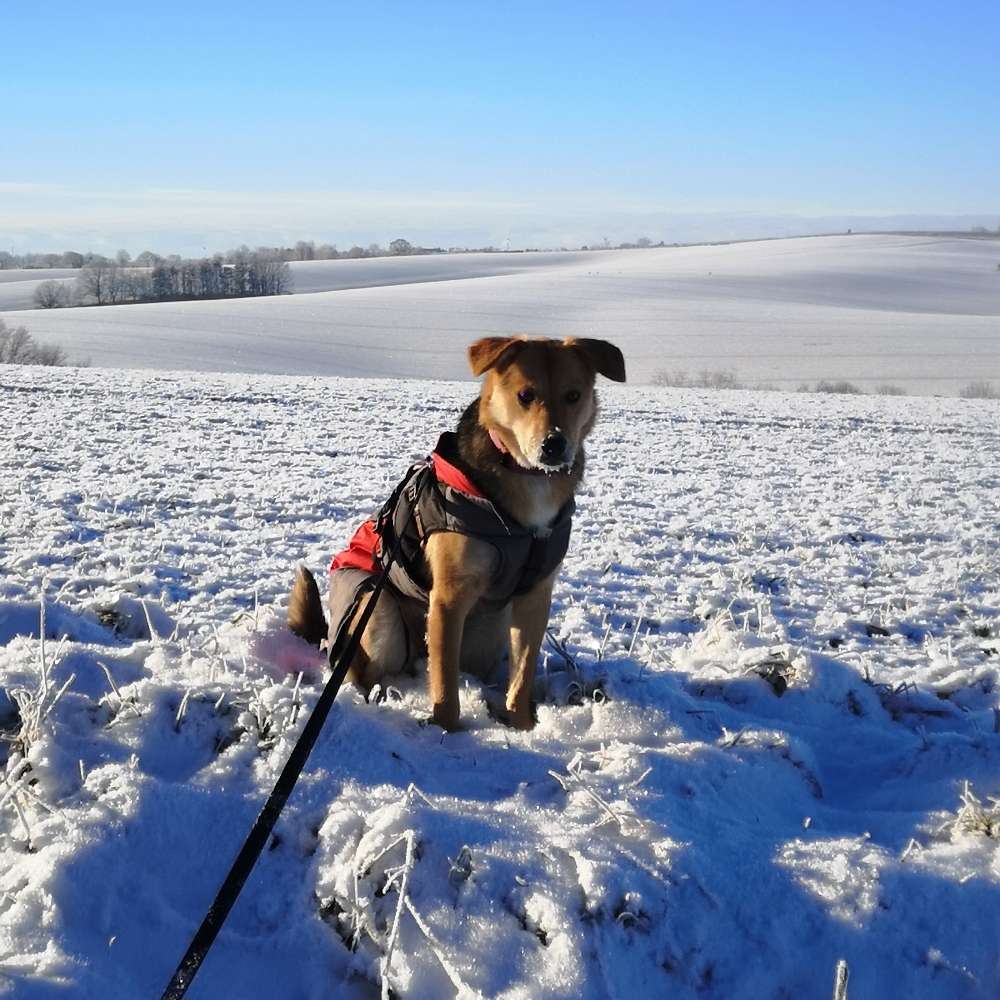 Hundetreffen-Suchen neue Spiel- und Gassifreunde-Profilbild