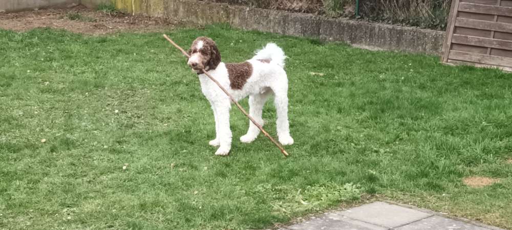 Hundetreffen-Sozialkontakte-Profilbild