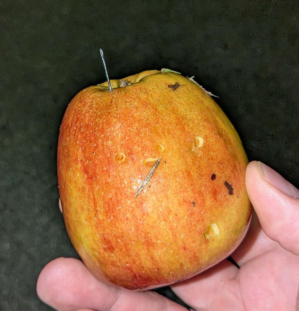 Giftköder-Giftköder-Profilbild