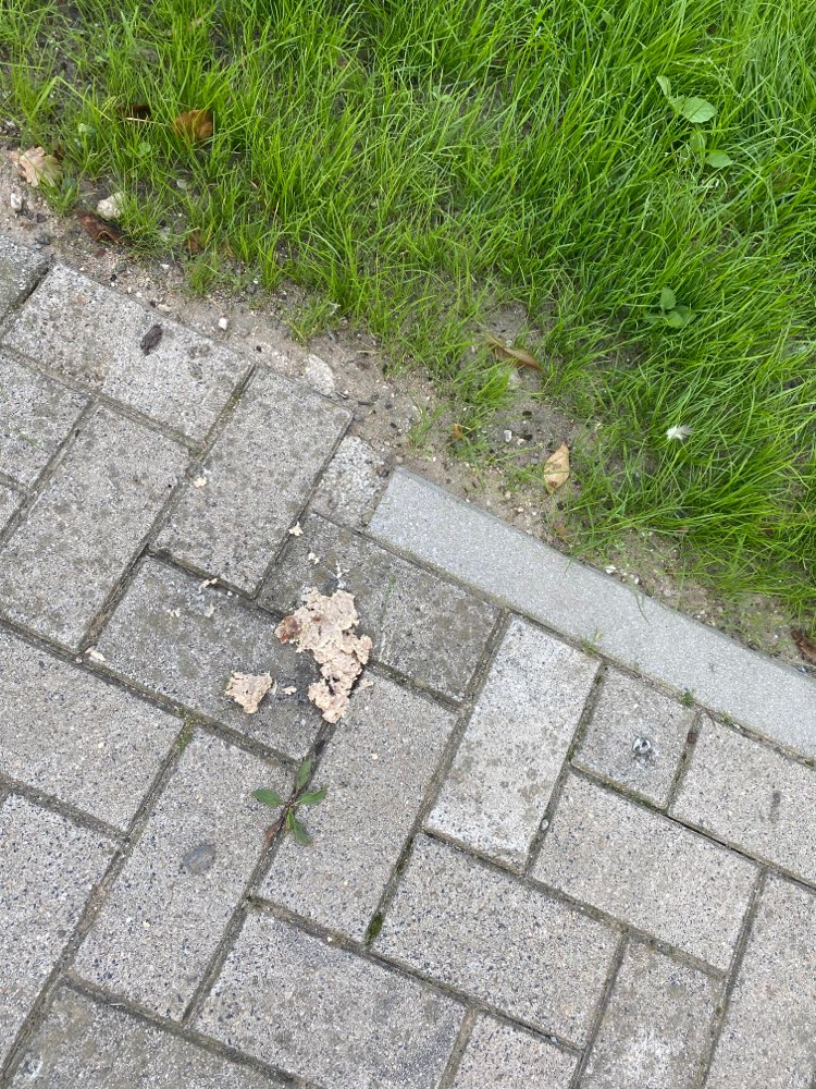 Giftköder-Verdächtige Frikadelle im Busch-Profilbild