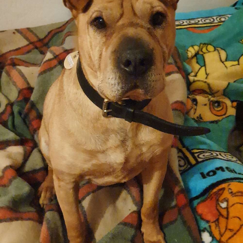 Hundetreffen-Shar pei 's im Landkreis Weilheim Schongau-Profilbild