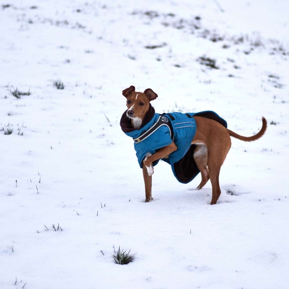 Hundetreffen-Junghundtreffen aufem sulgen-Profilbild