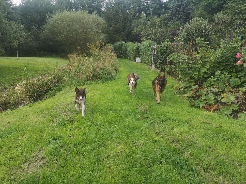 Hundetreffen-Gassigehen in Buttelstedt-Profilbild