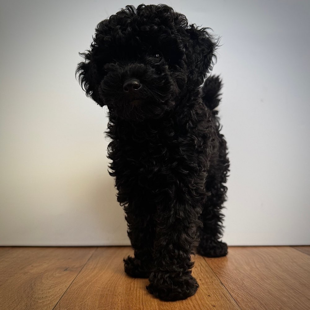 Hundetreffen-Soziale Kontakte für kleinere Hunde und Welpen-Profilbild