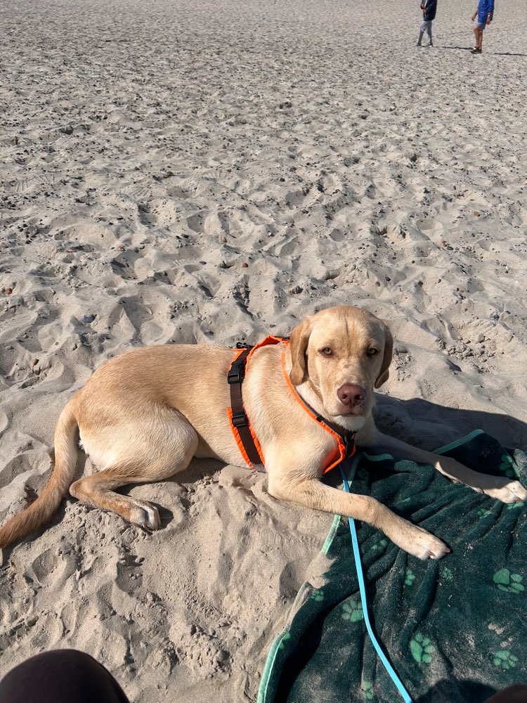Hundetreffen-Sozial Walk für zwei Labradoren-Profilbild
