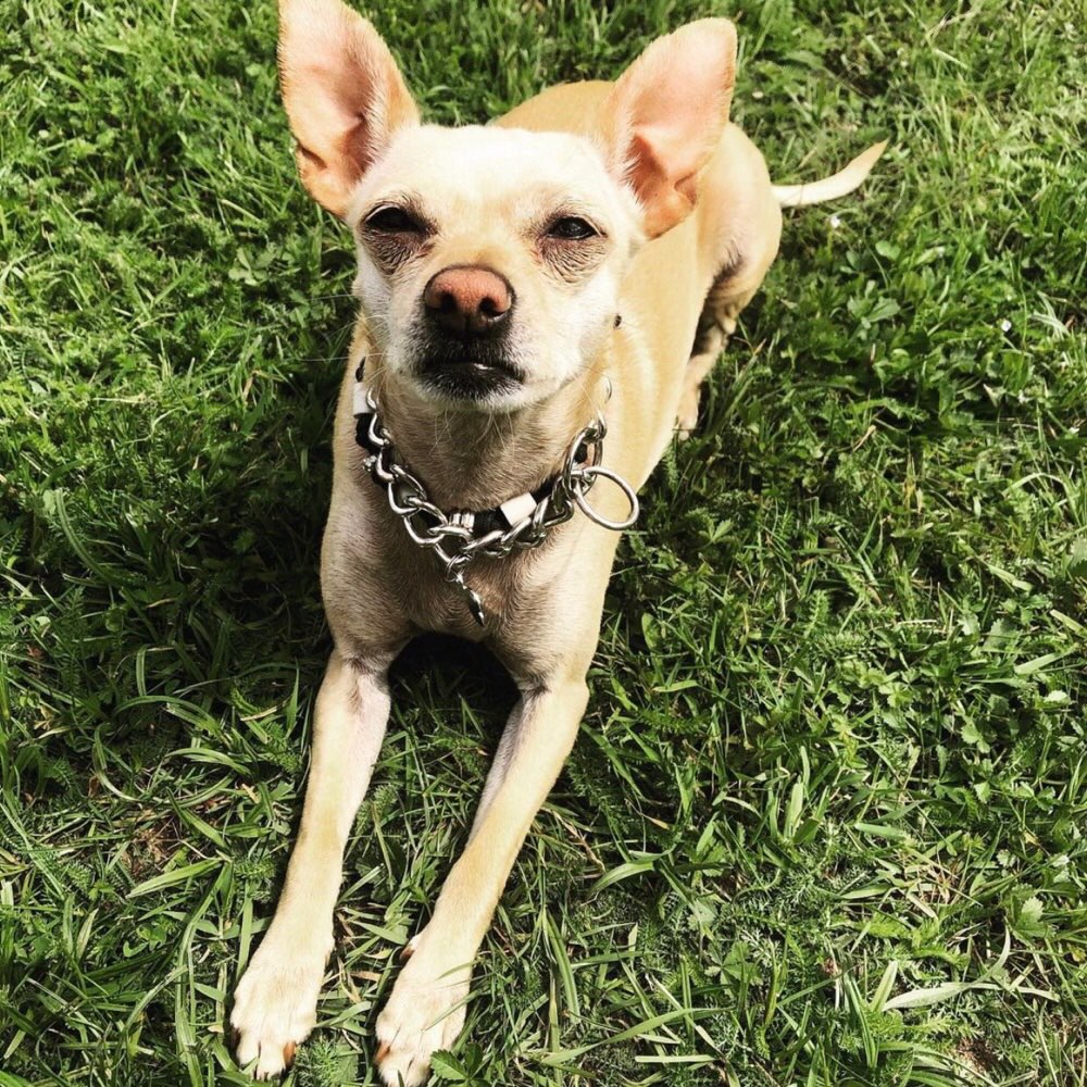 Hundetreffen-Melde dich wenn du Lust zum laufen und quatschen hast-Profilbild