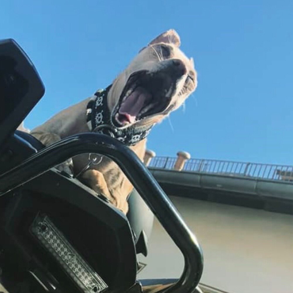 Hundetreffen-Lasst uns laufen und quatschen-Profilbild