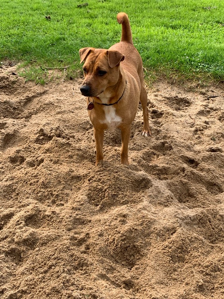 Hundetreffen-Spieltreffen / Gassi Treffen-Profilbild