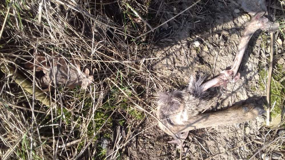 Giftköder-Rehbein-Profilbild