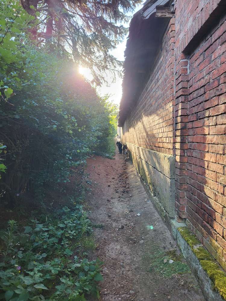 Giftköder-Rattengift im Stichweg-Profilbild