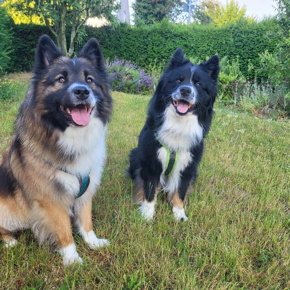 Hundetreffen-Social Walk/Playdate-Profilbild