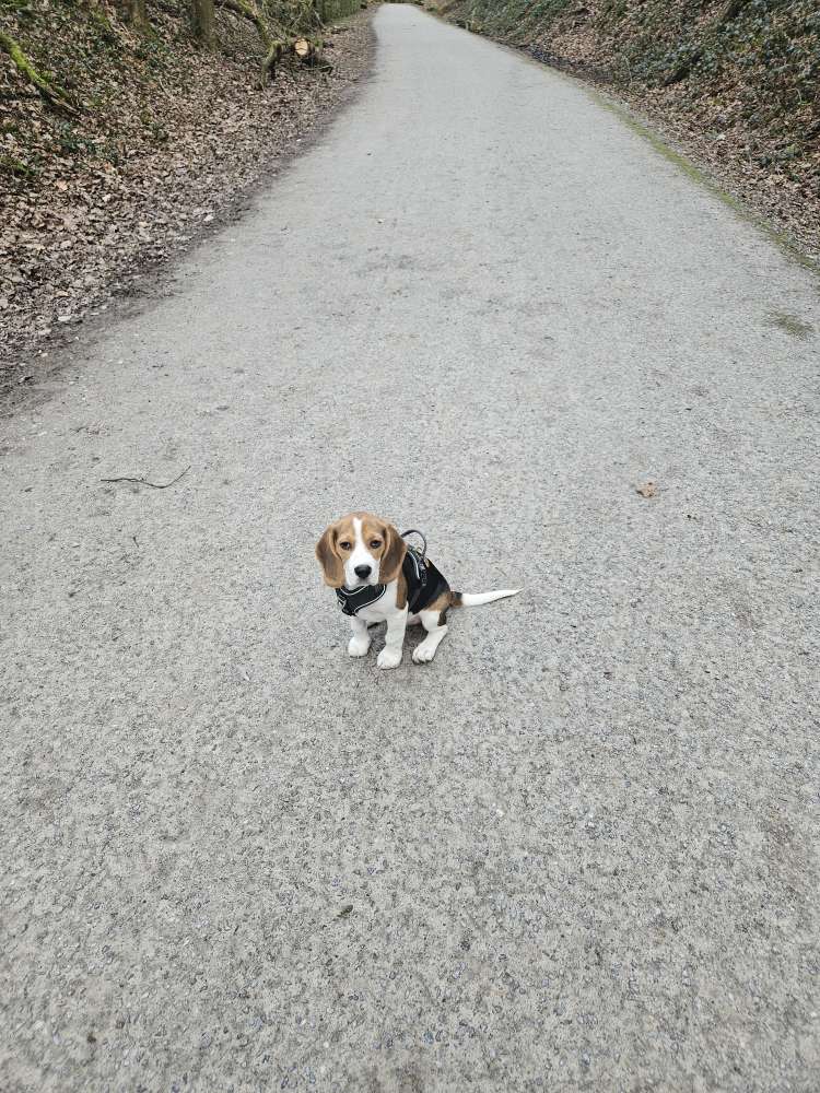 Hundetreffen-Welpentreffen im Hespertal-Profilbild