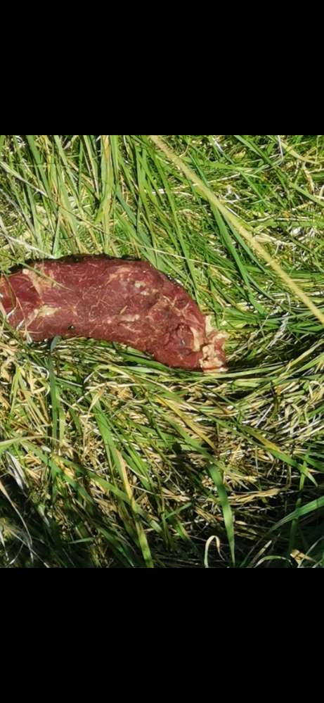 Giftköder-Giftköder-Profilbild