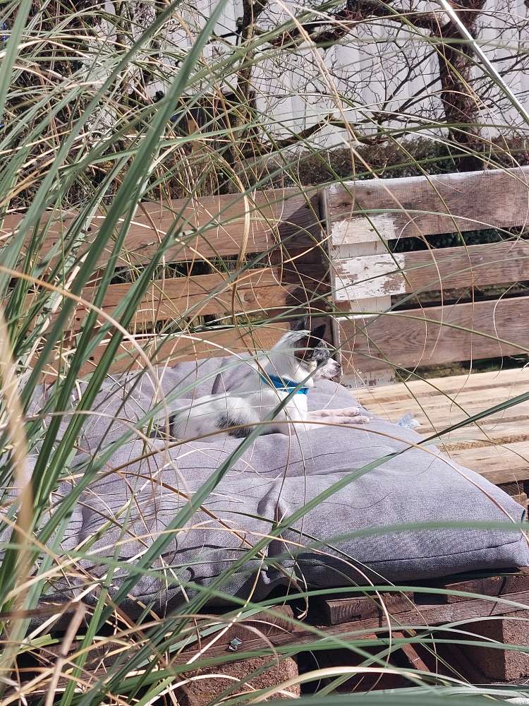 Hundetreffen-Spazieren gehen und spielen.-Profilbild