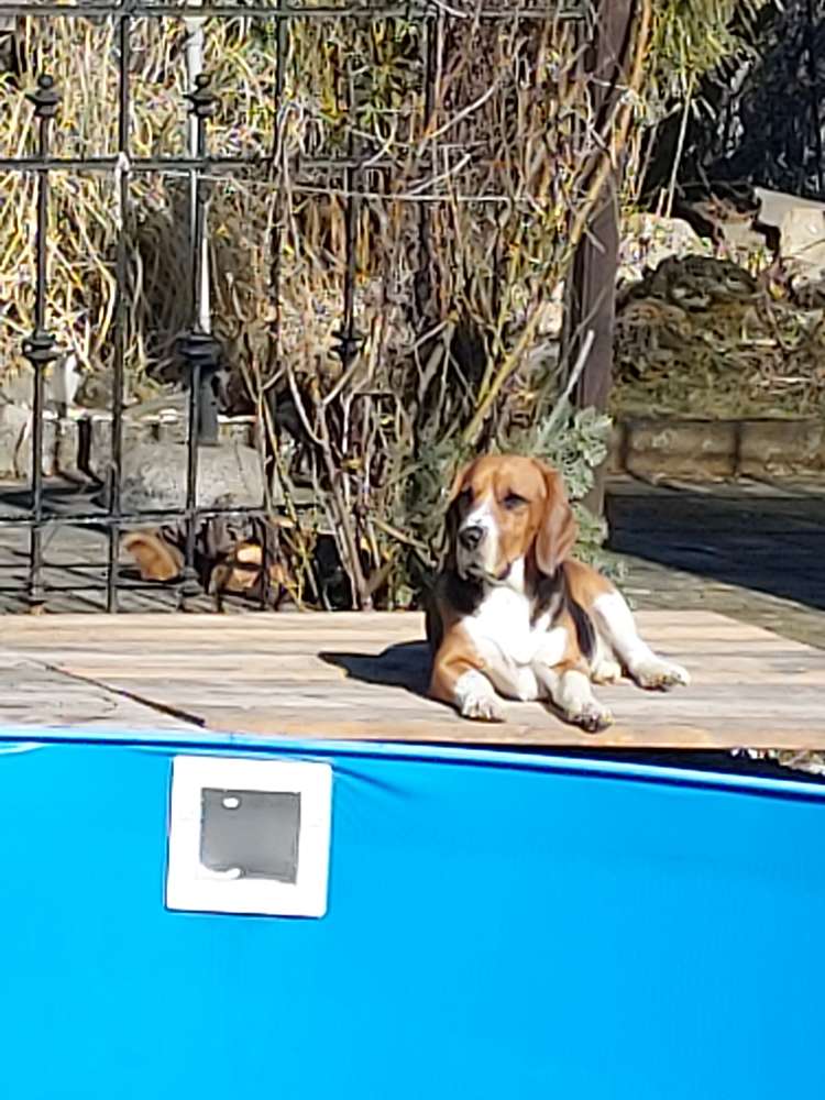 Hundetreffen-Suchen Hundefreunde zum gemeinsamen gassi  und zum Spielen-Profilbild