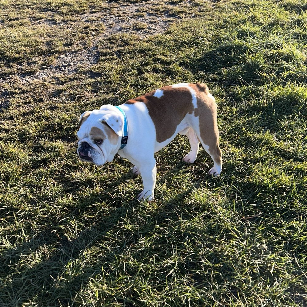 Hundetreffen-Englische Bulldoggen hier? :-)-Profilbild