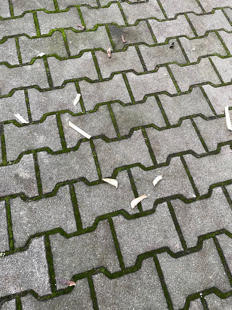 Giftköder-Mögliche Giftköder-Profilbild