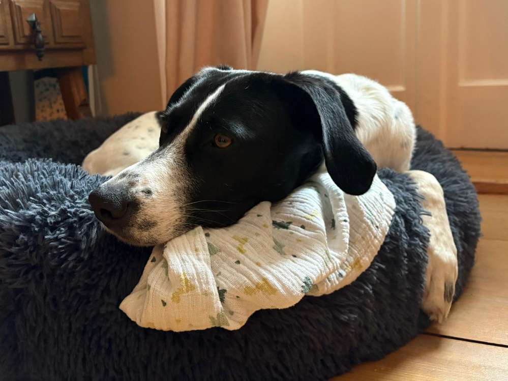 Hundetreffen-Gegenseitige Unterstützung/Betreuung der Hunde-Profilbild