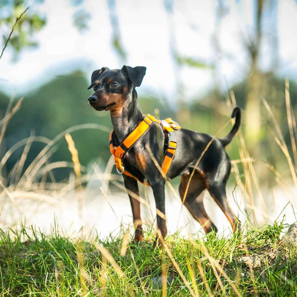 Hundetreffen-Social Walk Quedlinburg/Blankenburg/Wernigerode-Profilbild