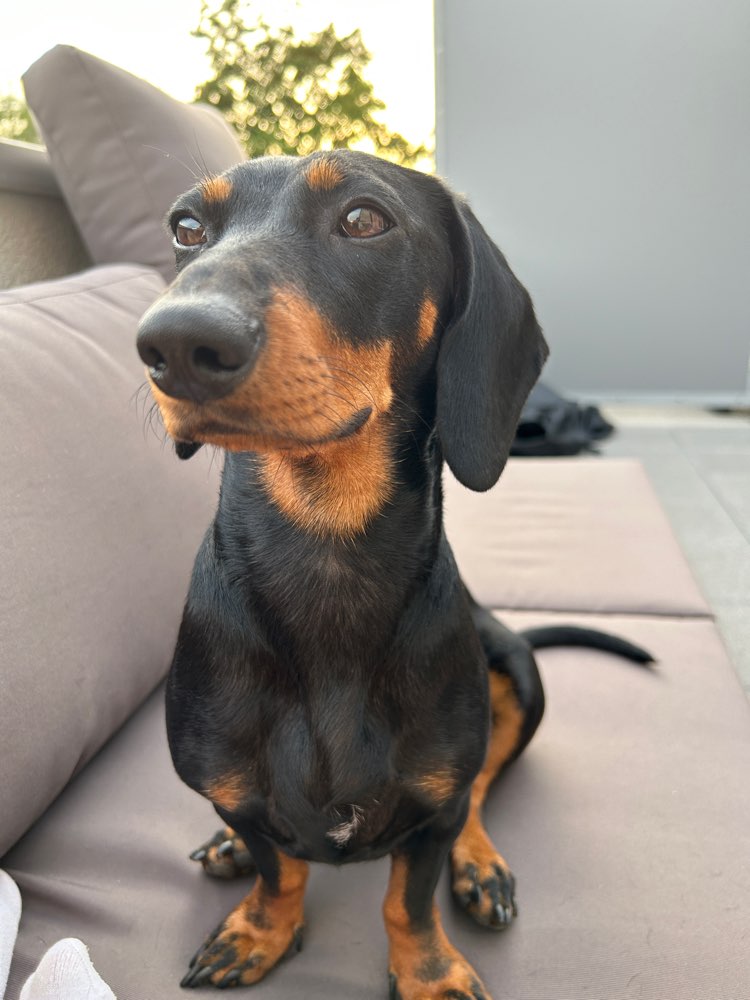 Hundetreffen-Kleine Dackeldame sucht Spielkameraden-Profilbild