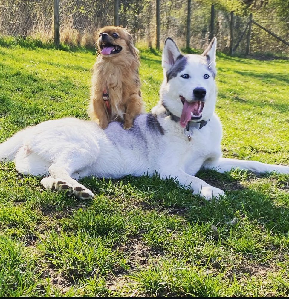 Hundetreffen-Playdate-Profilbild