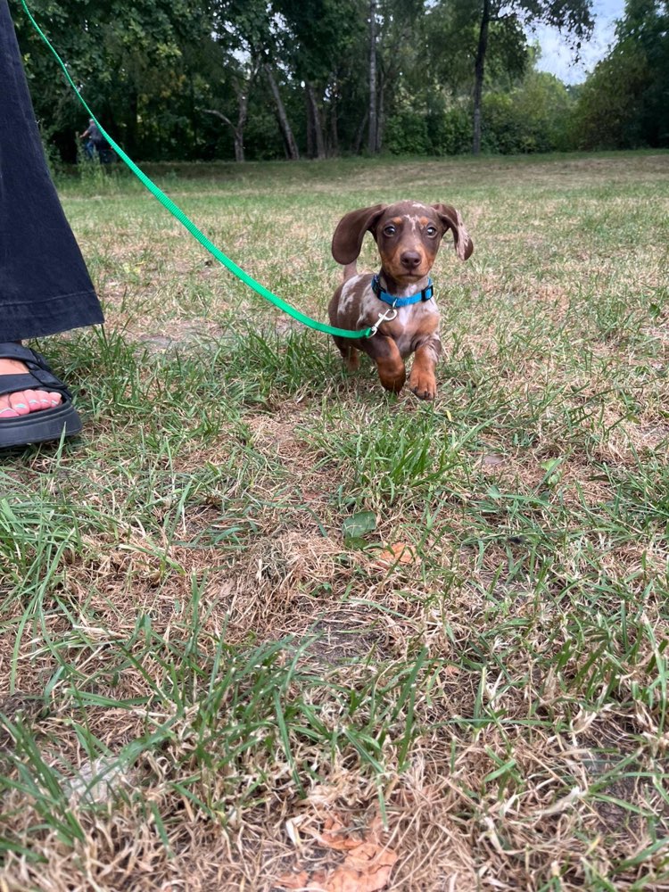 Hundetreffen-Spiel und Sozialisierung in Linden-Profilbild