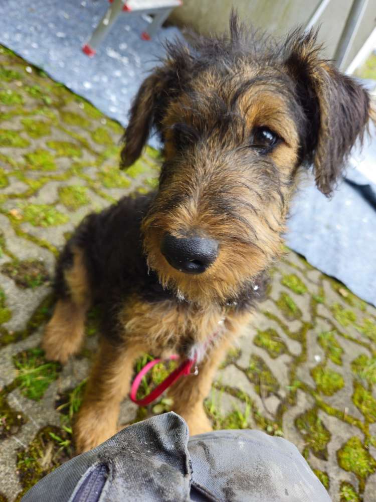 Hundetreffen-Welpentreffen Junghunde bis 1. Jahr zur sozialisierung-Profilbild