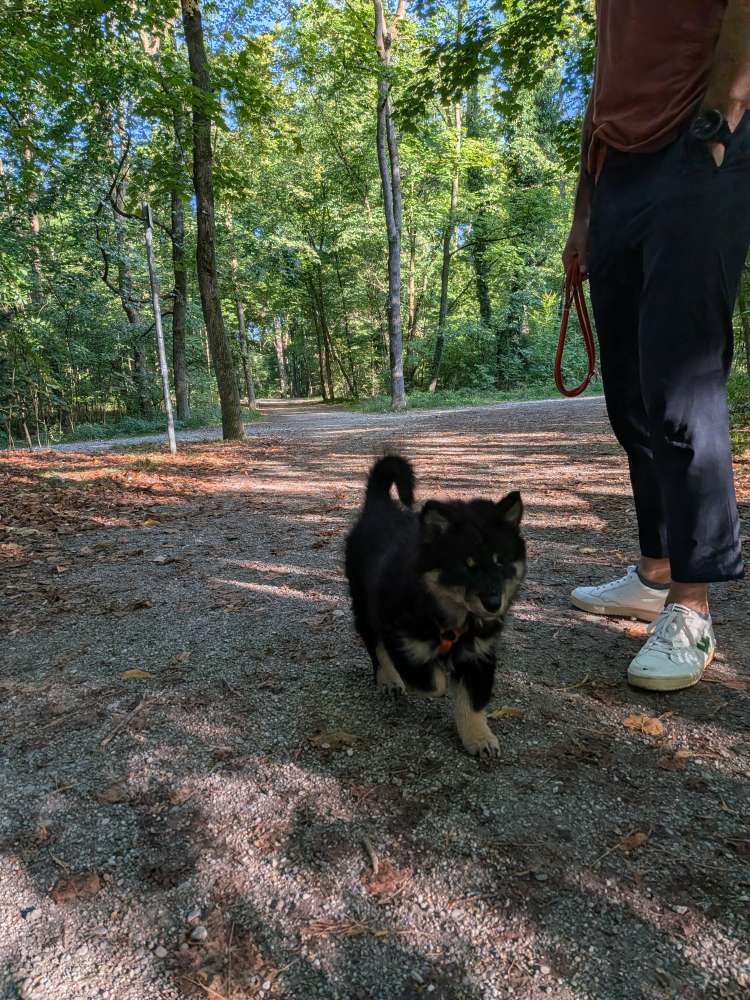 Hundetreffen-Walk/ play with potential friends-Profilbild