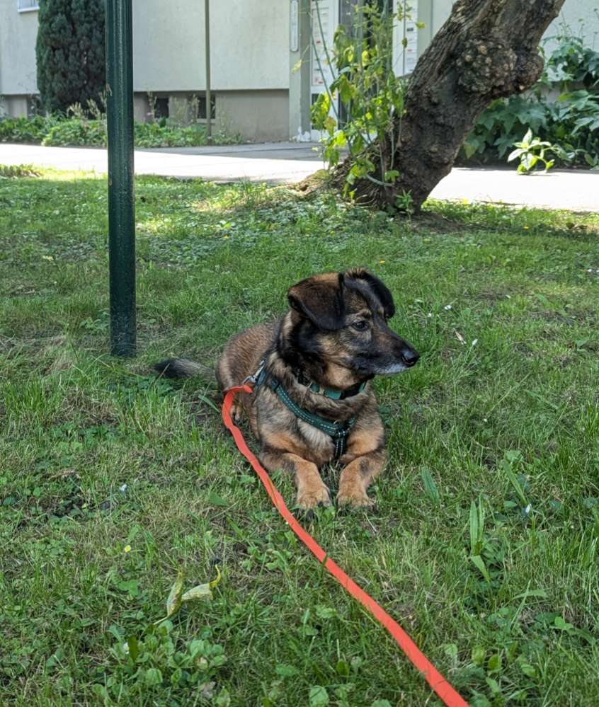 Hundetreffen-Waldi sucht Freund*innen :)-Profilbild