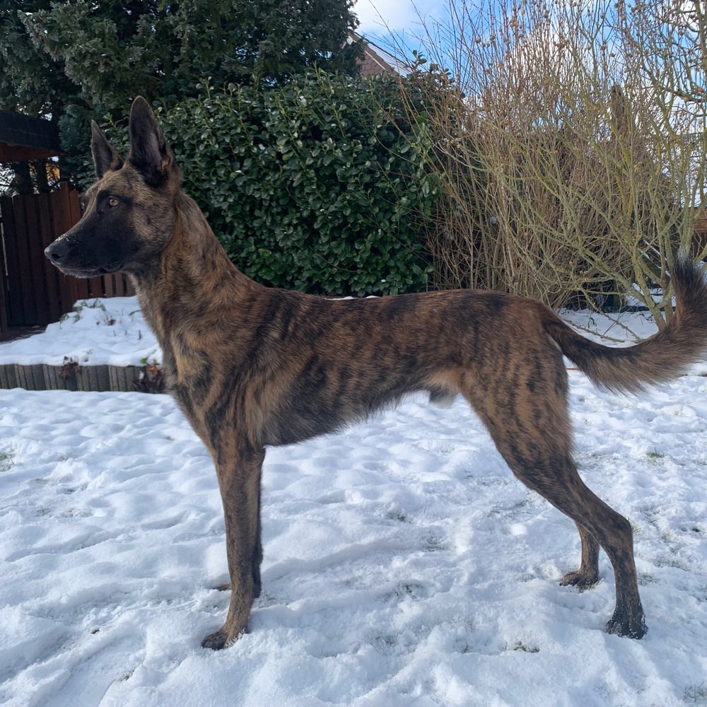 Hundetreffen-Social Walk-Profilbild