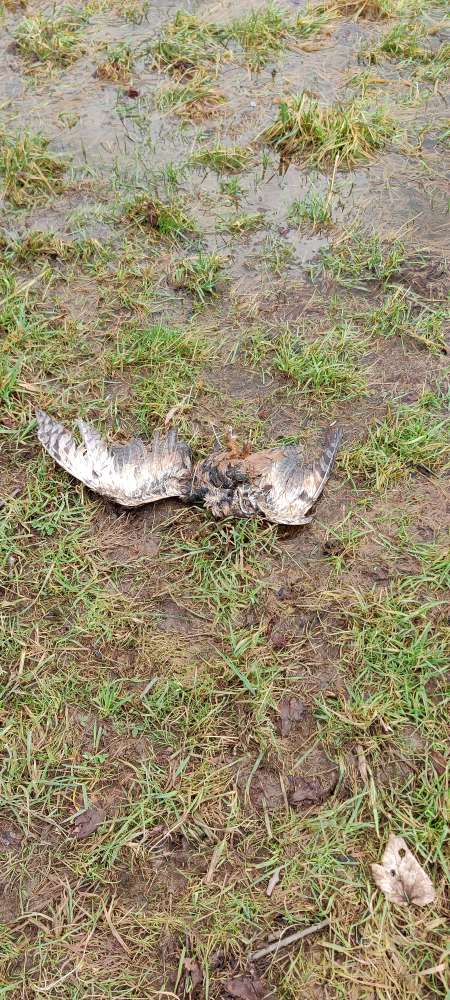 Giftköder-Toter Vogel-Profilbild