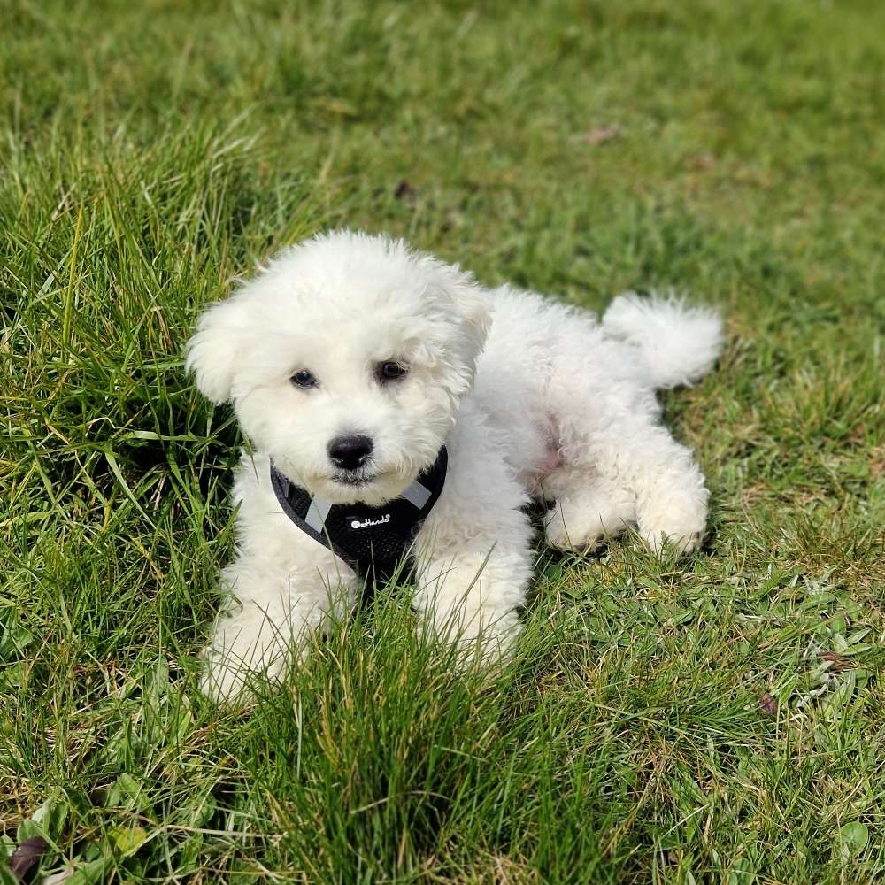 Hundetreffen-Welpen-/Junghundetreff-Profilbild