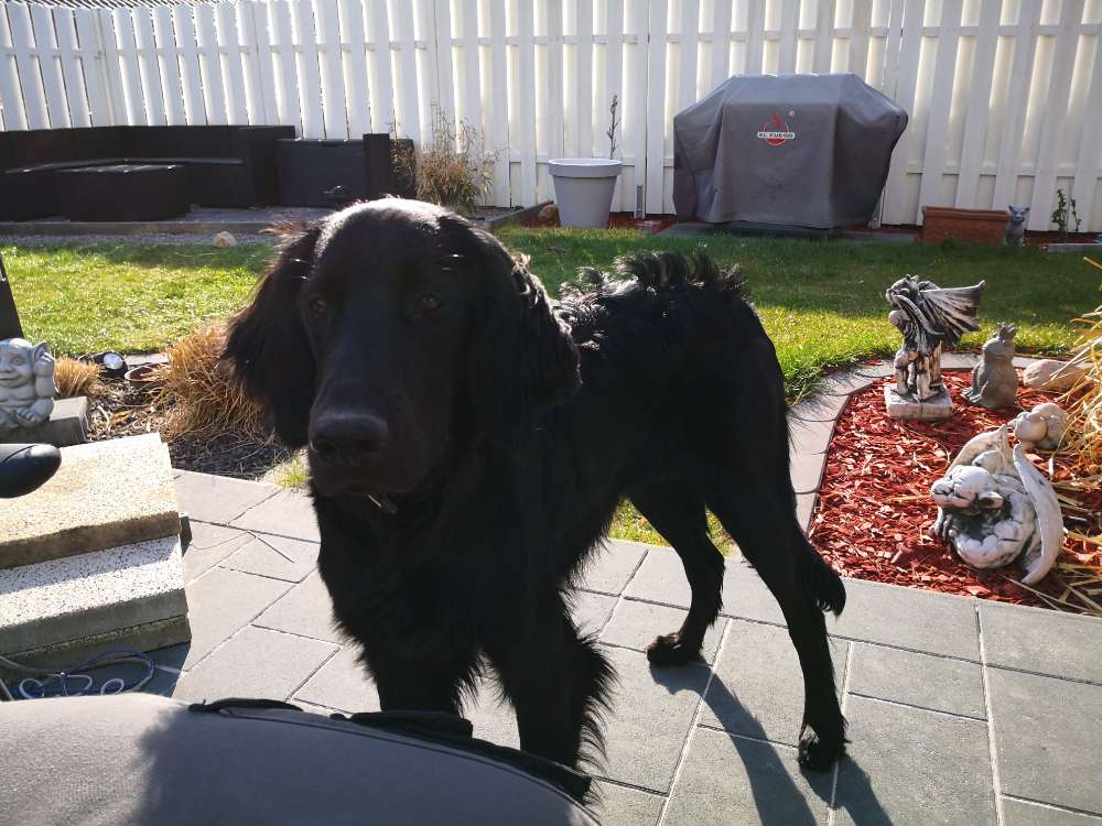 Hundetreffen-Spiel, Spaß, toben und gemeinsame Gassirunden nach Absprache-Profilbild