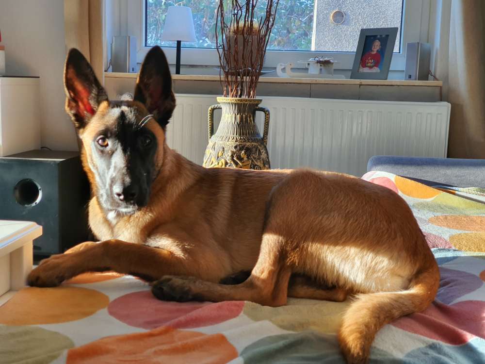 Hundetreffen-Robuste Spielkameraden gesucht-Profilbild