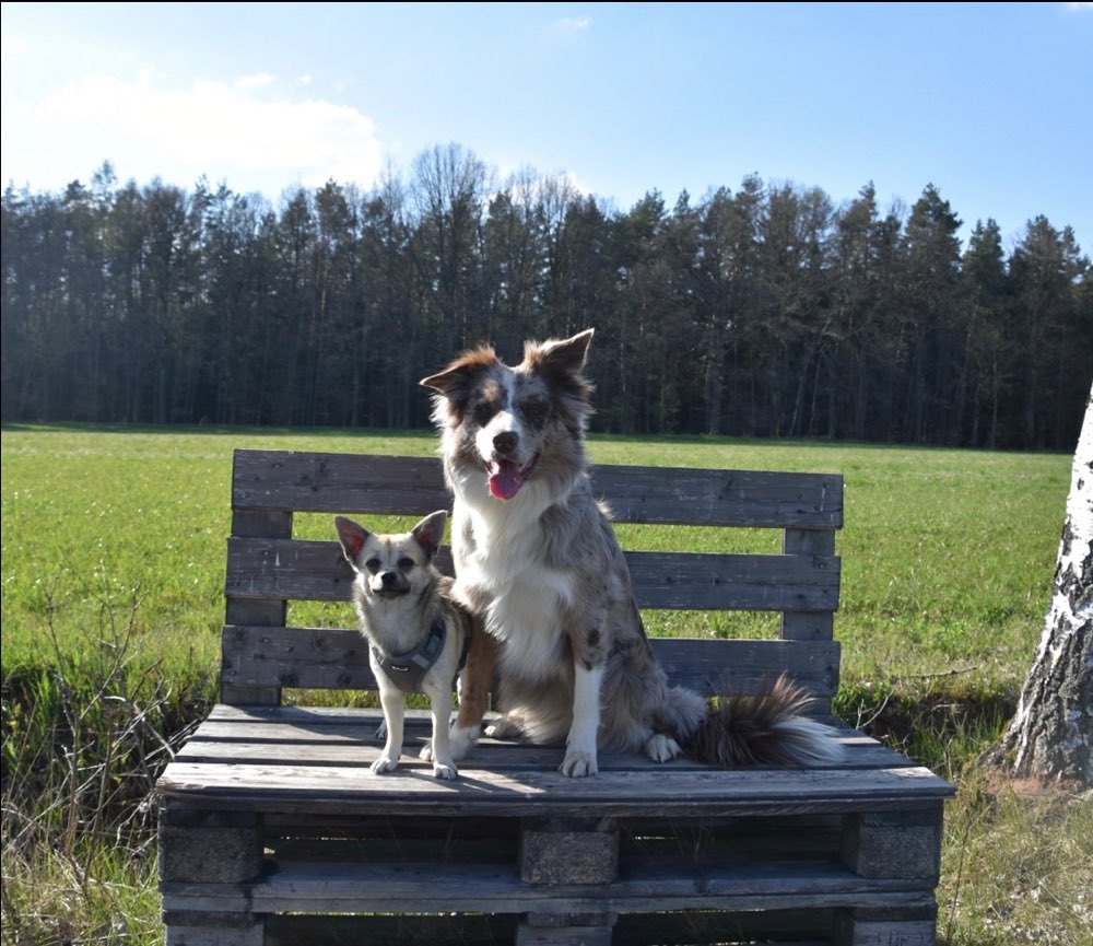 Hundetreffen-Hundetreff-Profilbild