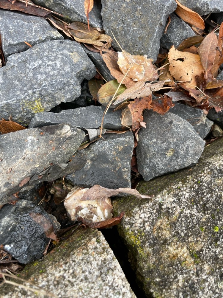 Giftköder-Mögliches Gift-Profilbild