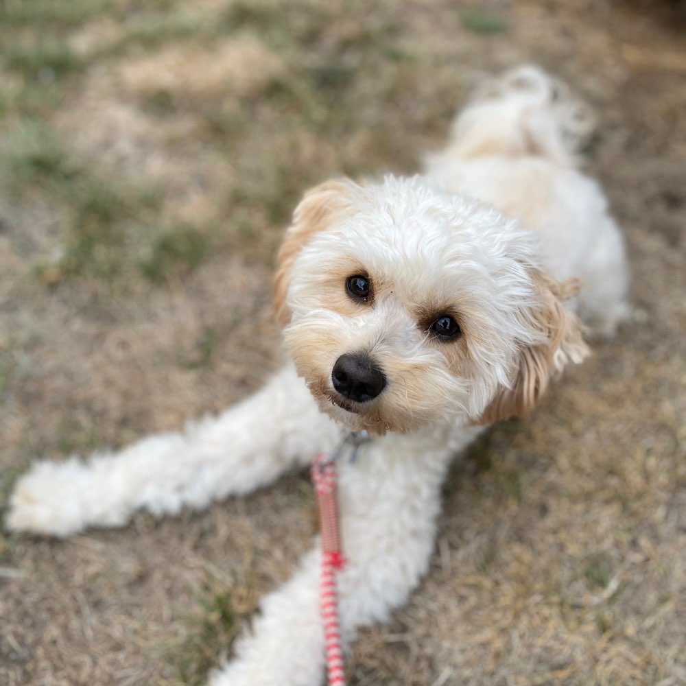 Hundetreffen-Spielkameraden gesucht-Profilbild