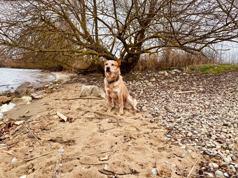 Hundetreffen-Mantrailing als Hobby-Profilbild