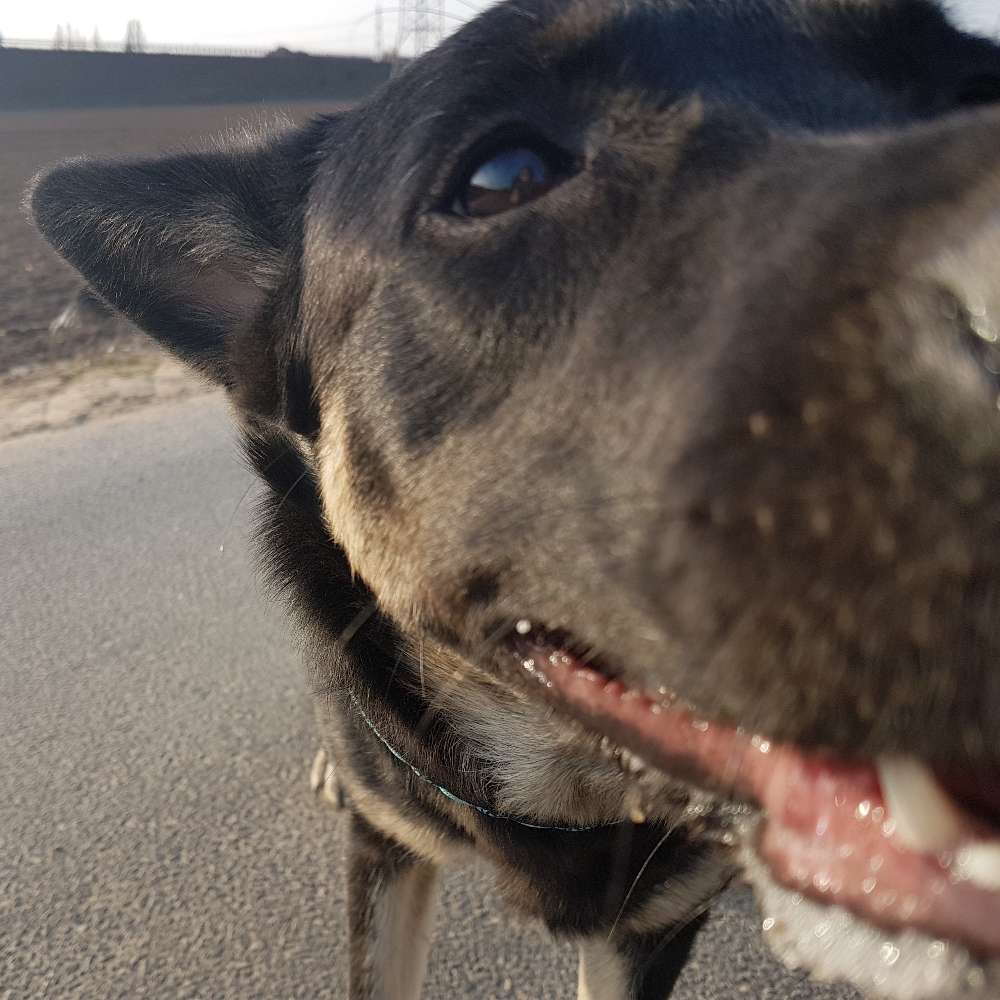 Hundetreffen-Walk-Profilbild