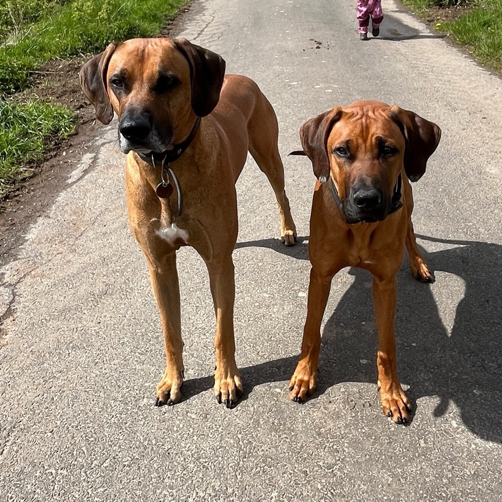 Ersteller:in Ridgeback Treffen Profilbild