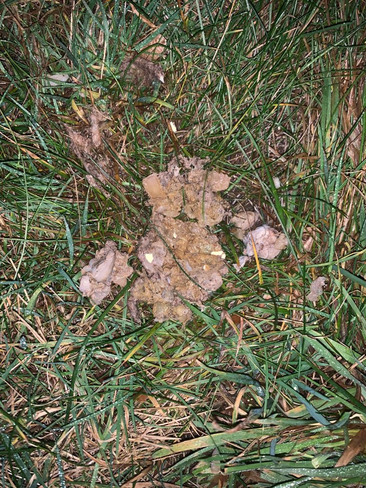 Giftköder-Unidentifizierbares mit mögl. Tabletten?-Profilbild