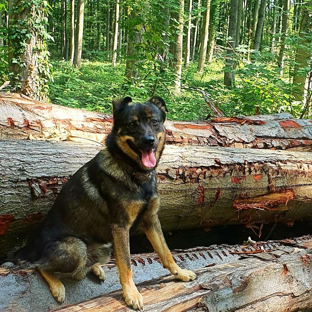 Hundetreffen-Spazieren und Spielen Krefeld und Umgebung :-)-Profilbild