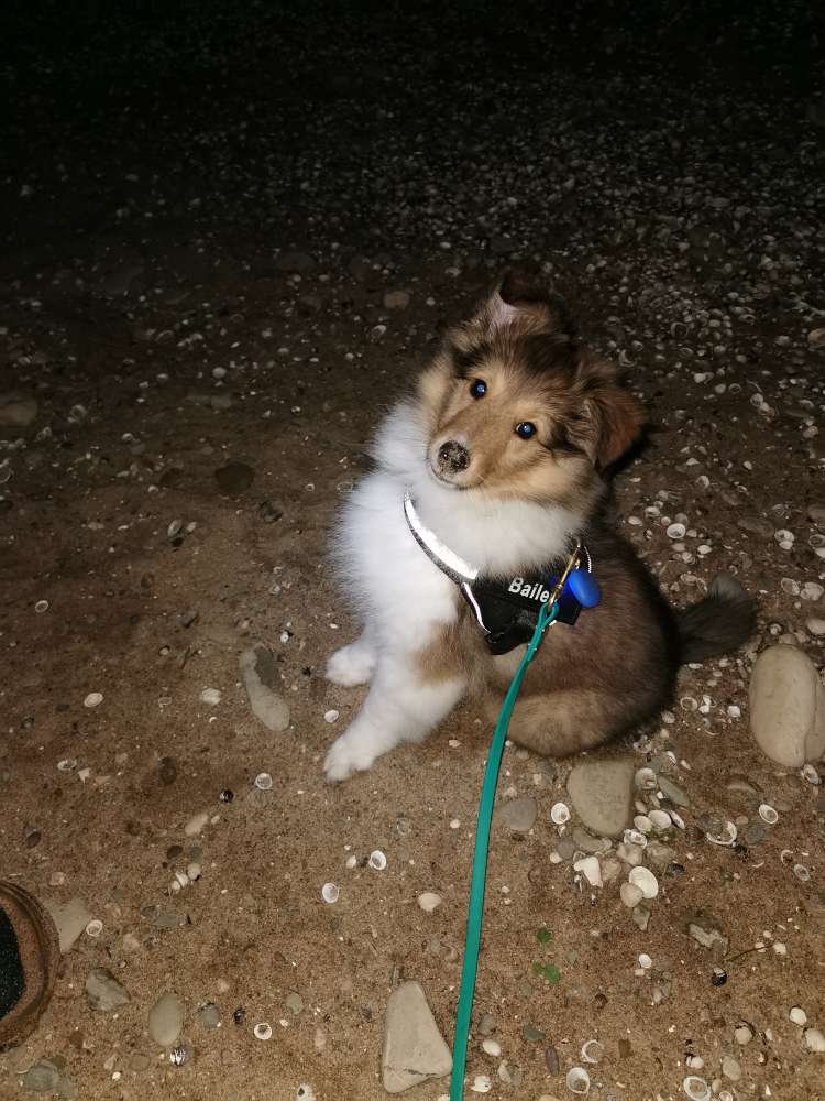 Hundetreffen-Gassi und Spiel Runde am Rhein-Profilbild