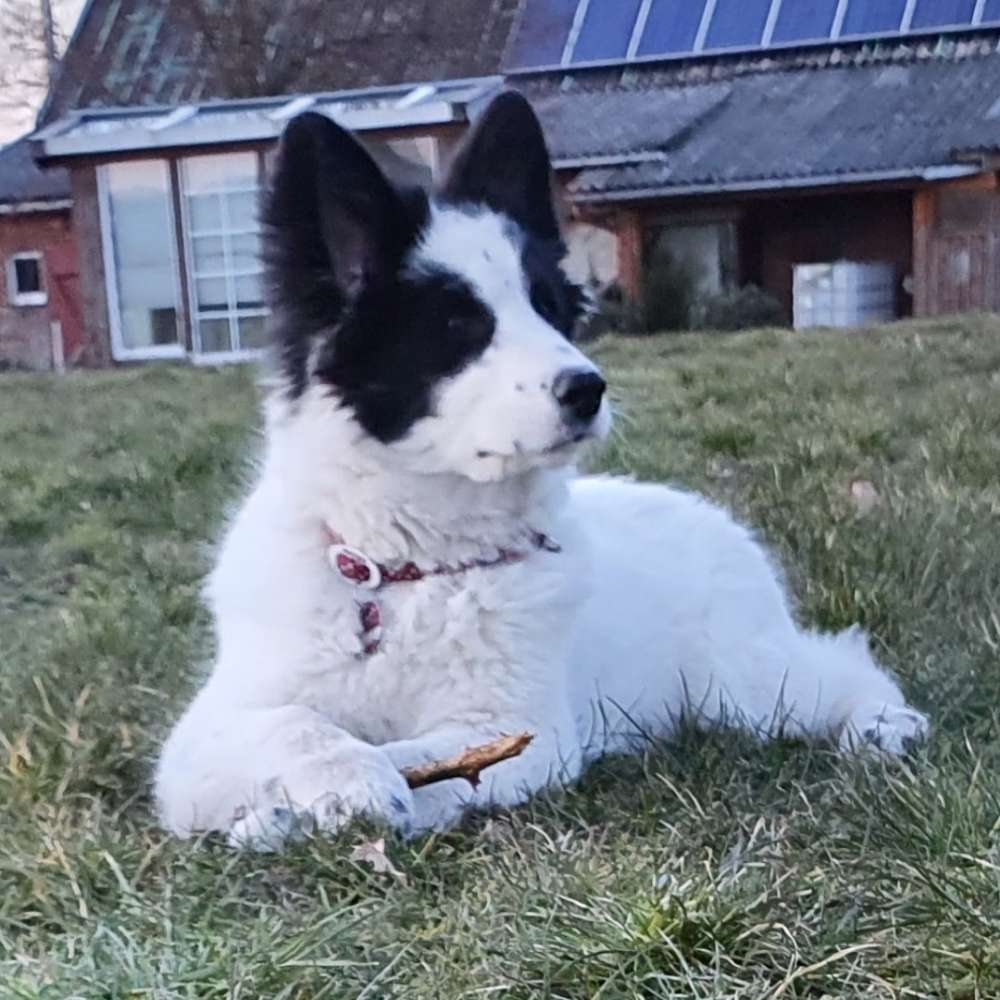 Hundetreffen-Welpentreffen in Wunstorf und Umkreis-Profilbild