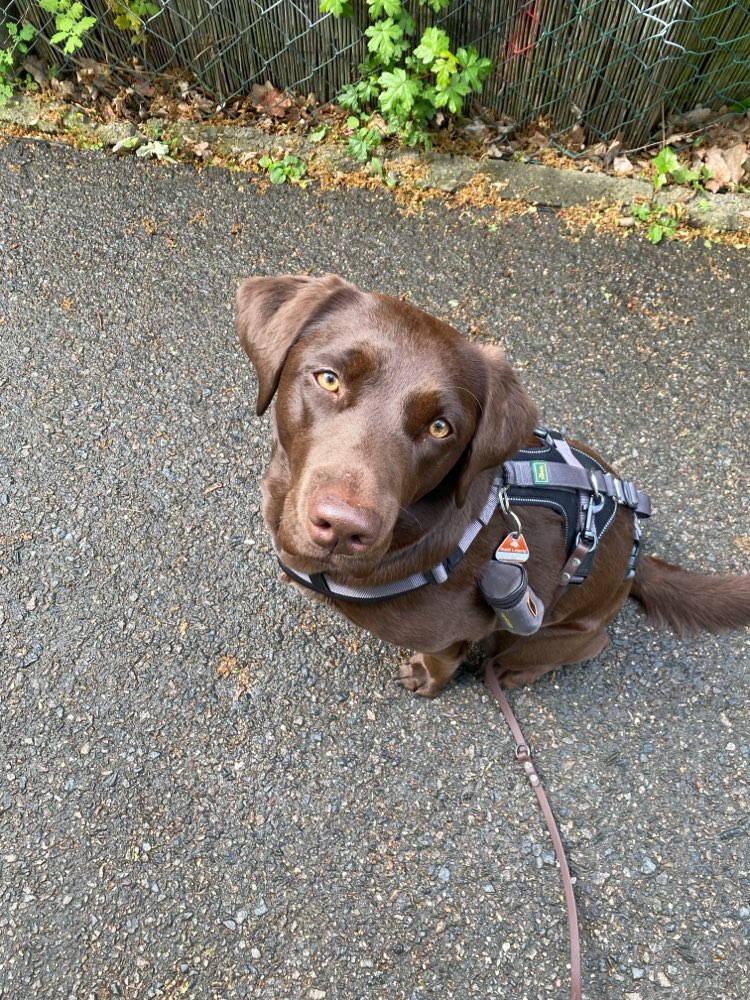 Hundetreffen-Gemeinsame Spaziergänge-Profilbild