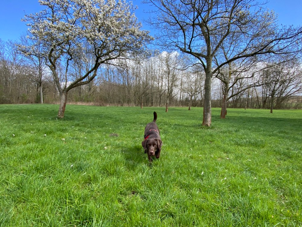 Hundetreffen-Spaziergang am Silbersee-Profilbild